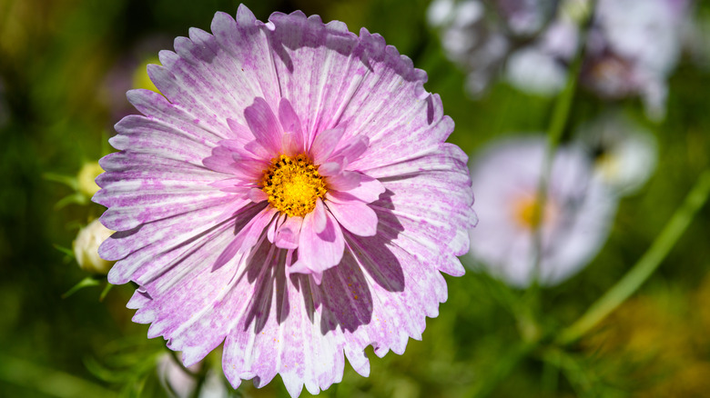 Pink cupcakes and saucers cosmos