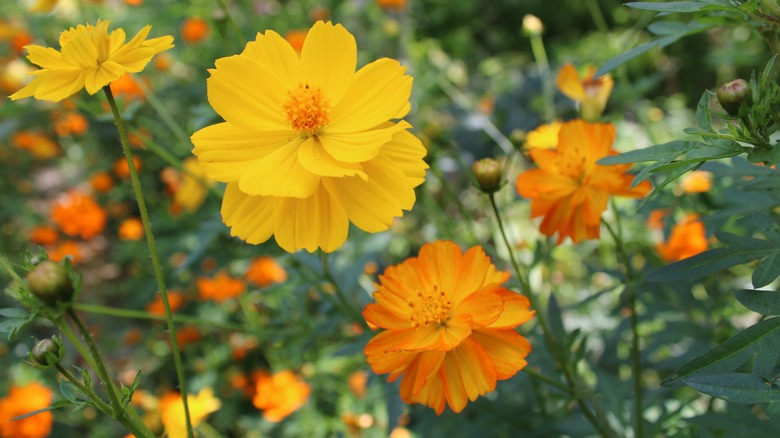 yellow cosmos sulphureus