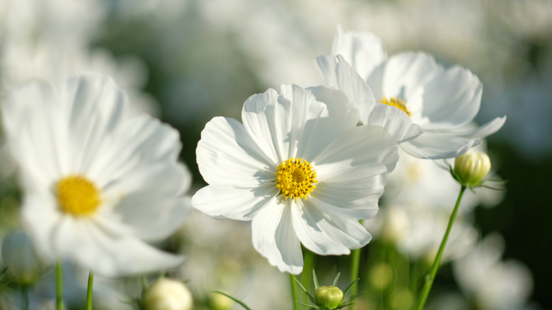 Pure white cosmos flowers