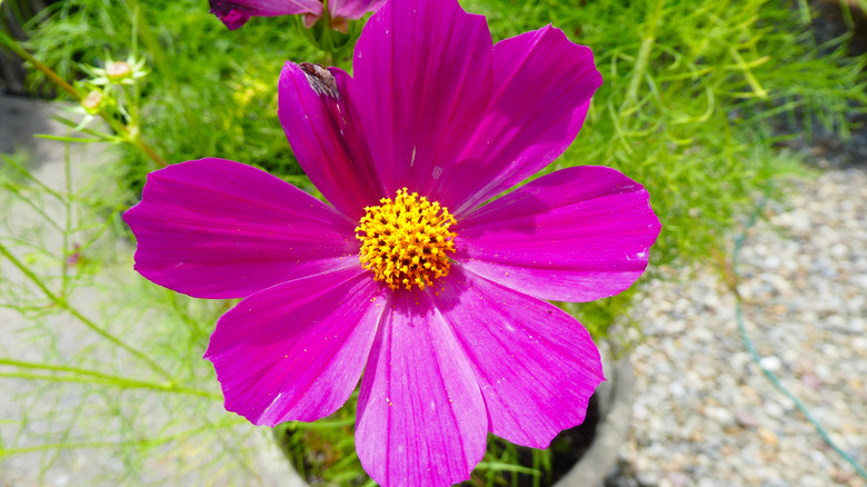 potted pink cosmos flower