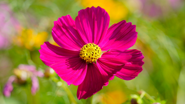 single pink cosmos flower