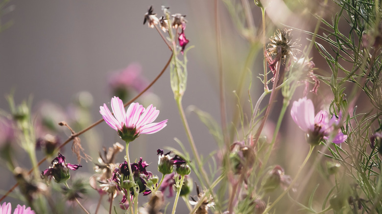 dying pink cosmos flowers