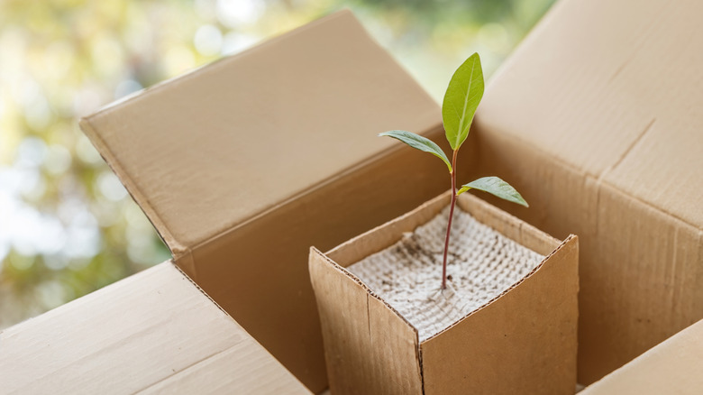 Dormant plant arrives in time for spring planting.