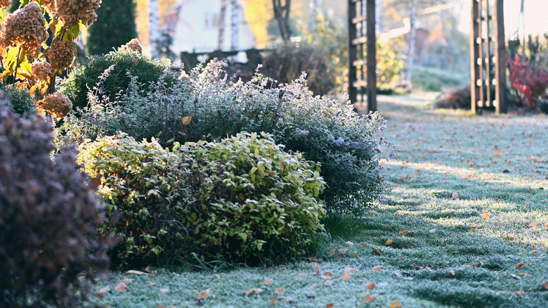 Perennial shrubs go into a dormant state in winter.