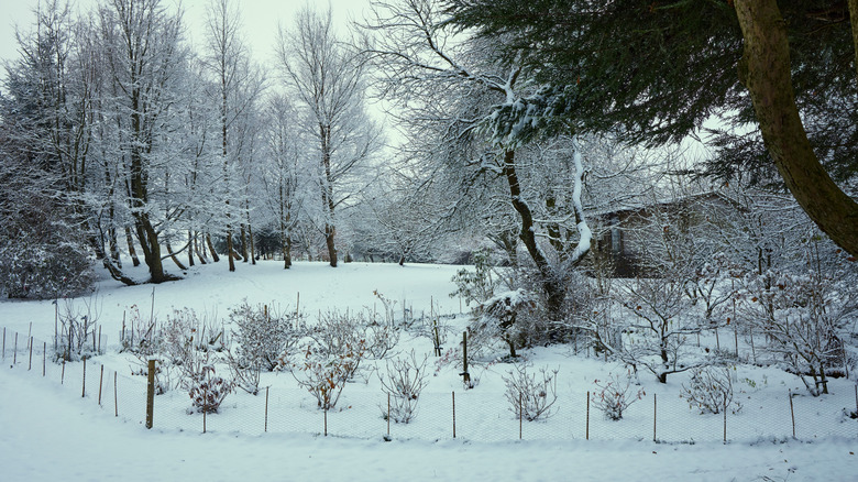 Garden with perennial shrubs covered in snow.