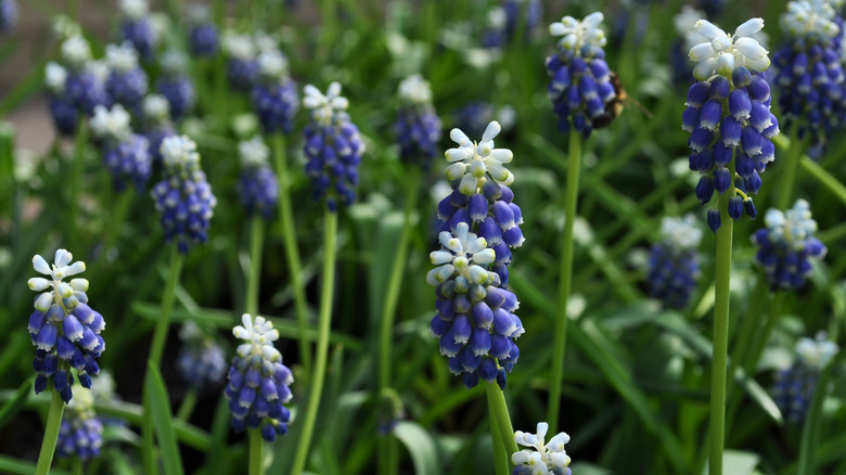 White tipped purple muscari