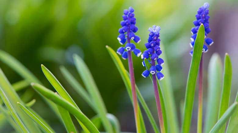 Purple grape hyacinth flowers