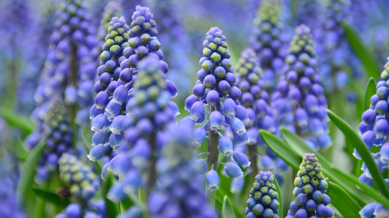 Purple and green grape hyacinths