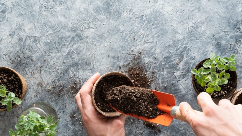 Putting potting mix in planter