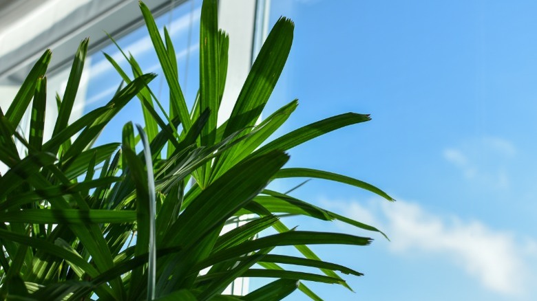 Houseplant at sunny window