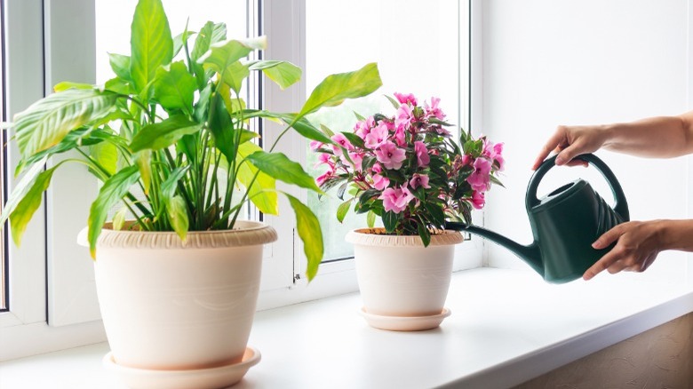 person watering houseplants in window 