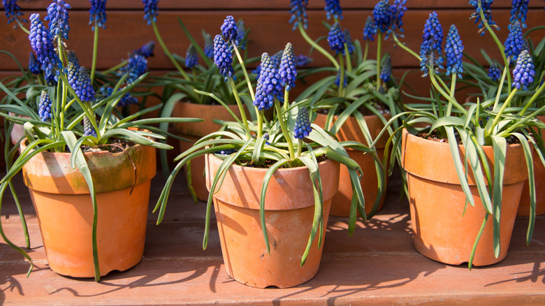 muscari flowers in small pots