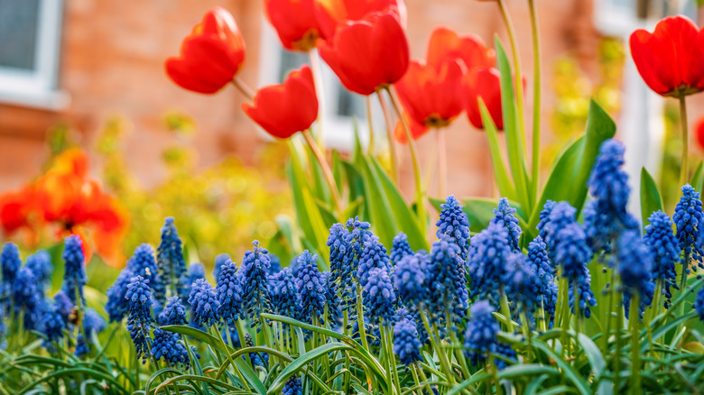 muscari flowers with tulips