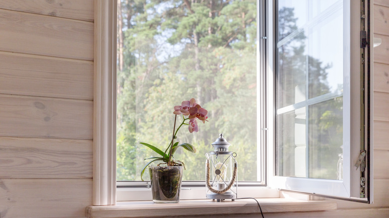 Orchid on windowsill
