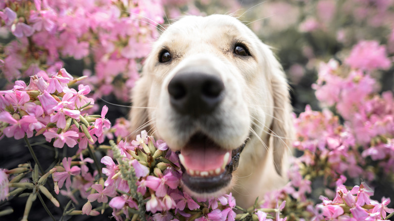 dog in pink phlox flowers