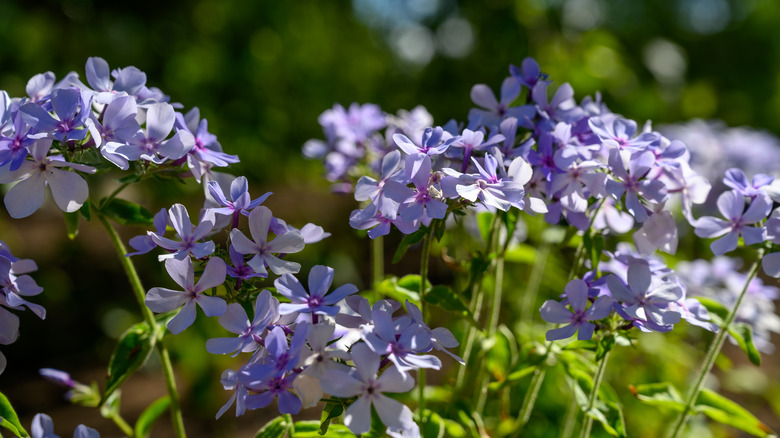 blue woodland phlox flowers