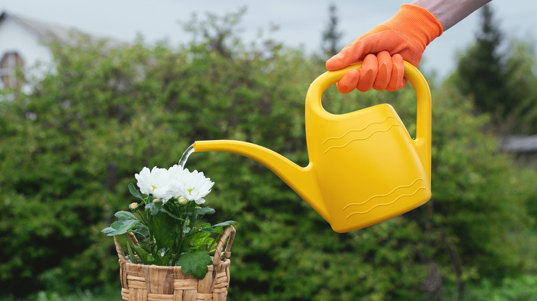 watering daisies garden glove basket