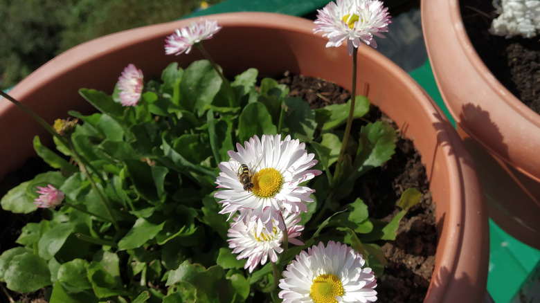 shasta daisies in pots