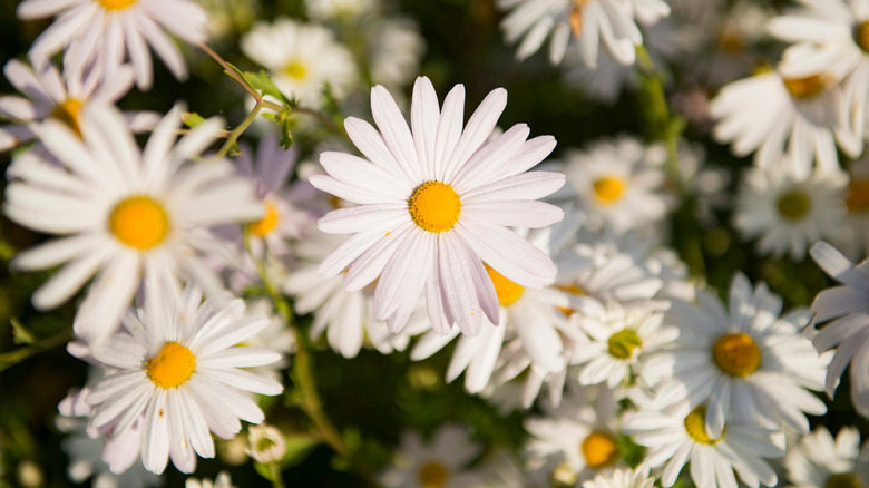 shasta daisies bunch in garden