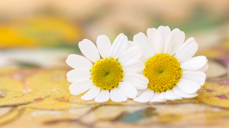 two daisy bloom romantic lighting