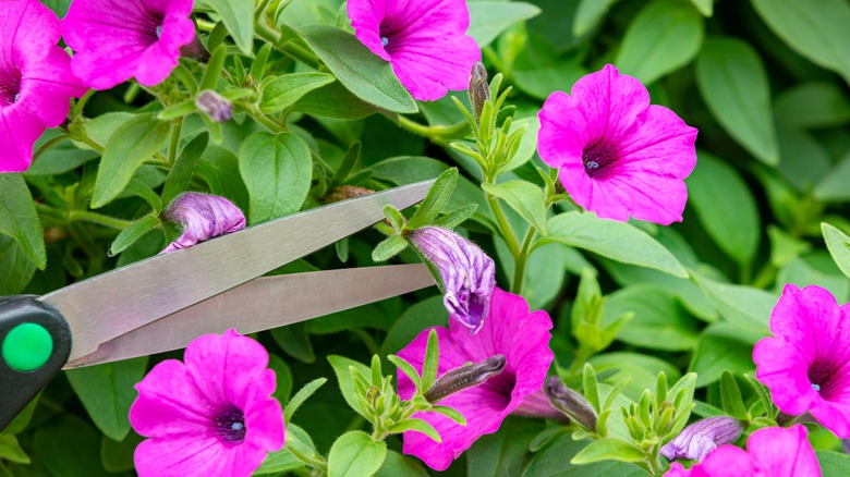 deadheading wilted flower