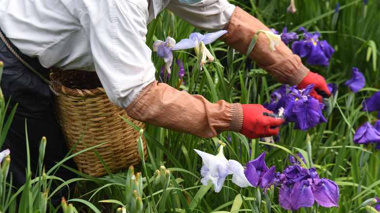 deadheading work in garden