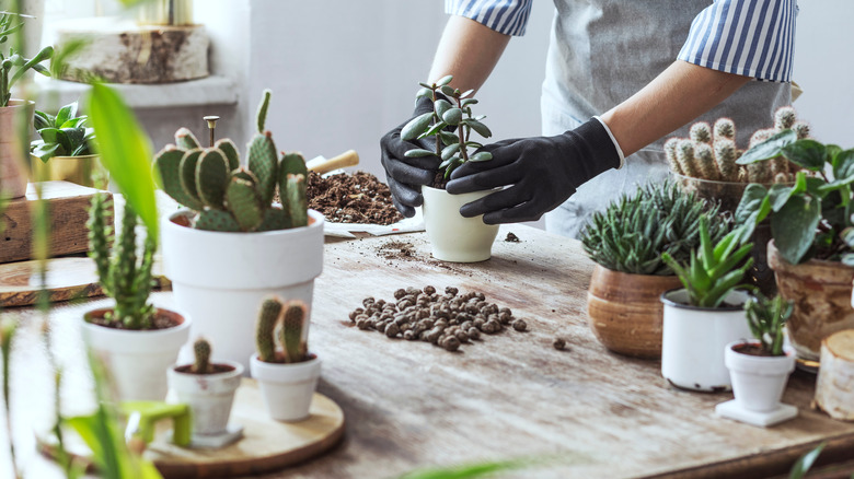 Person replanting a succulent