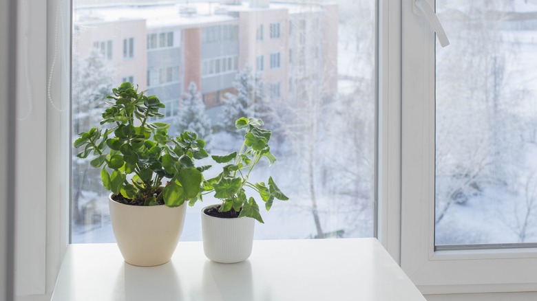 Plants on windowsill in winter