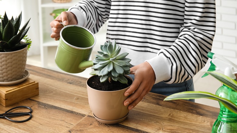 Watering a succulent 