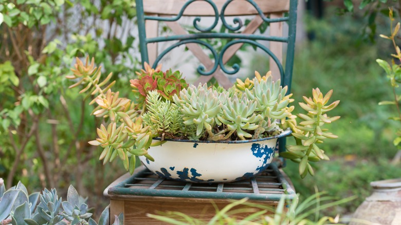 Outdoor succulent garden tray