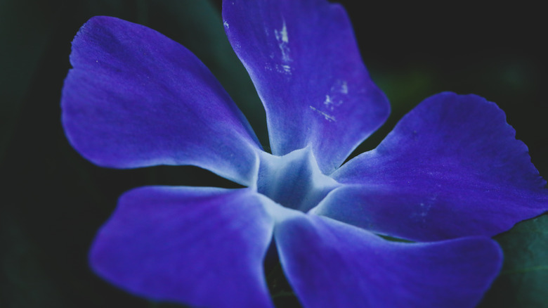 Purple vinca flower close-up