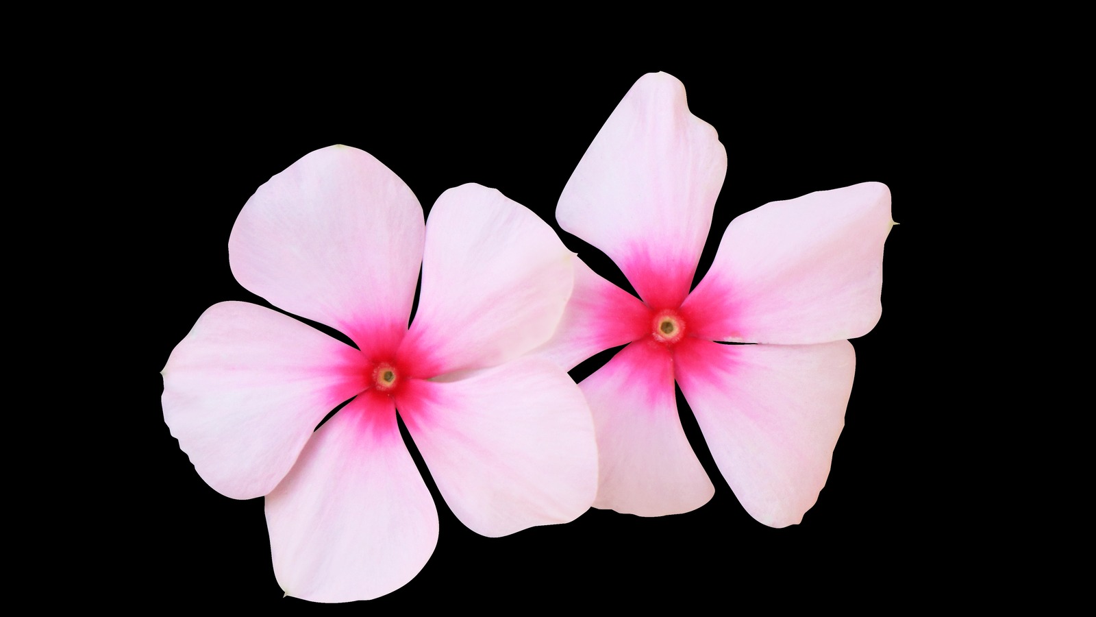 How To Care For Vinca Flowers