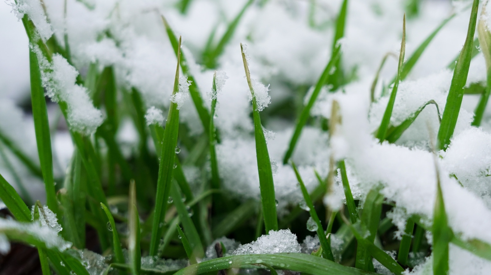 how-to-care-for-your-lawn-in-winter-so-it-s-lush-in-spring-according