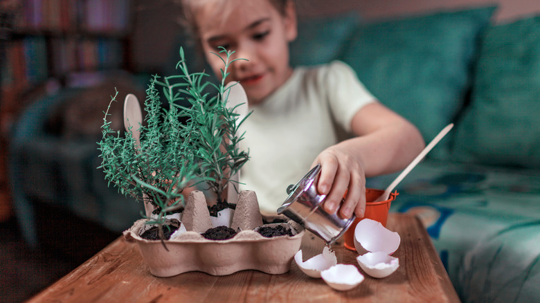 girl growing rosemary