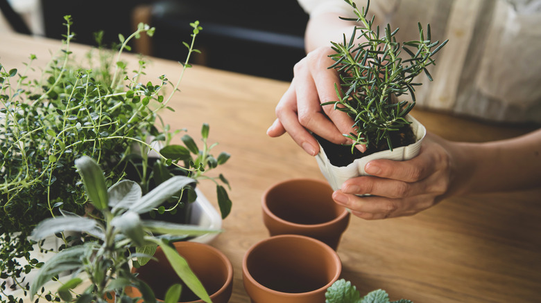 repotting rosemary 