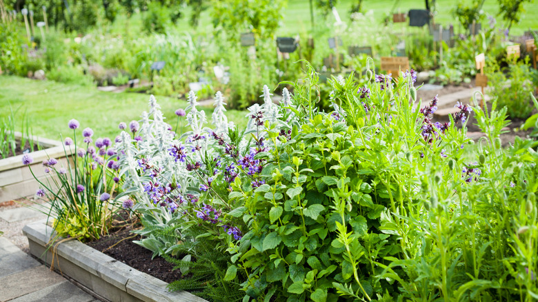 rosemary in a herbal garden 