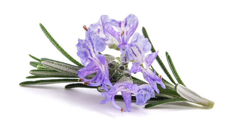 purple rosemary flower