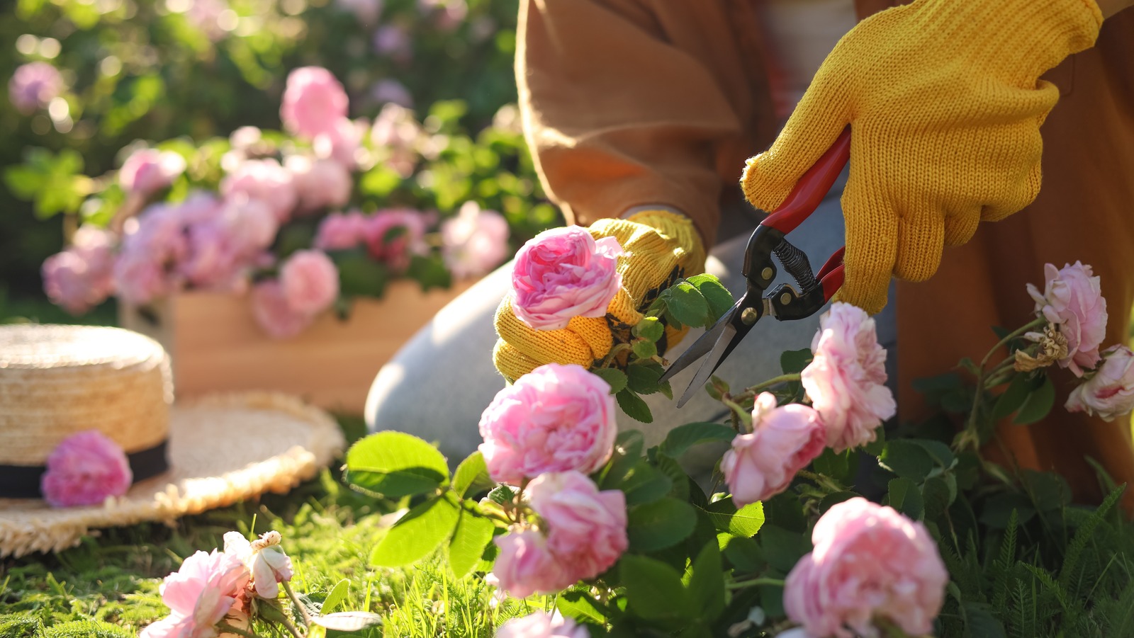 how-to-care-for-your-roses-in-the-fall-to-prepare-them-for-winter