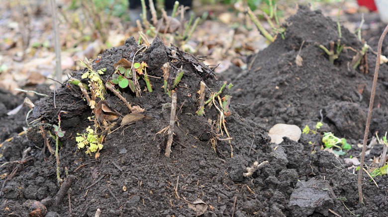 mounding rose bush with dirt