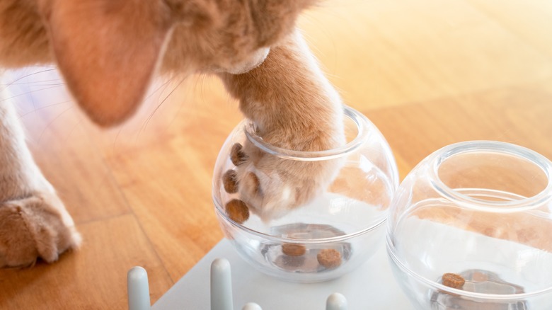 Cat playing with toy