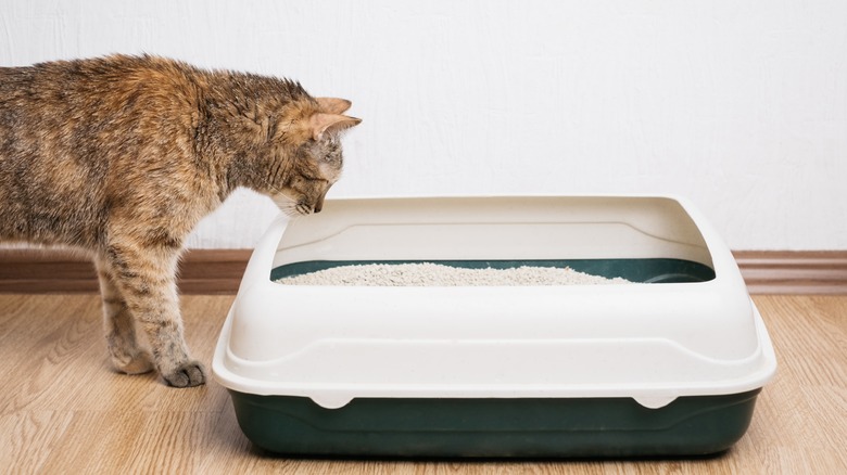 Cat looking into litter box