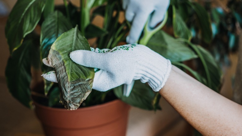 trimming dead leaves off houseplant