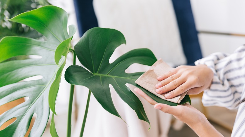 woman cleaning a houseplant