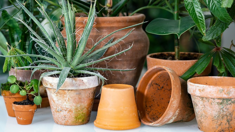 potted houseplant collection