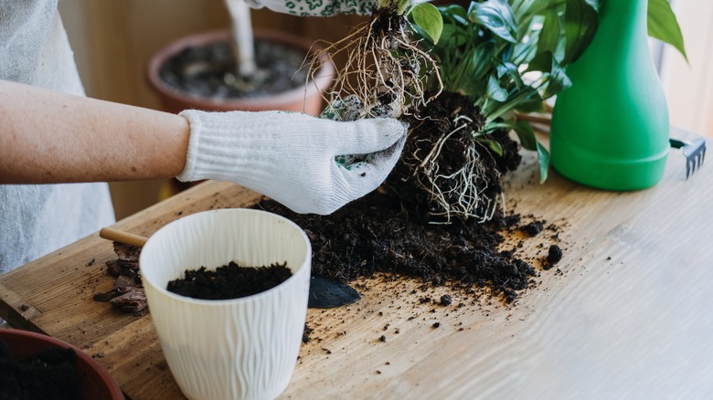 person repotting a houseplant