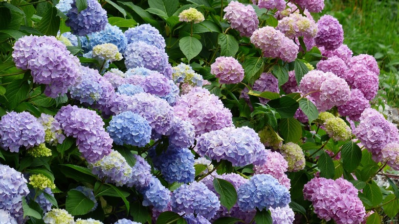 Pink, blue, and lavender hydrangea flowers