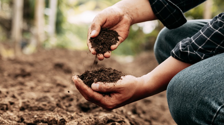 Person examining soil