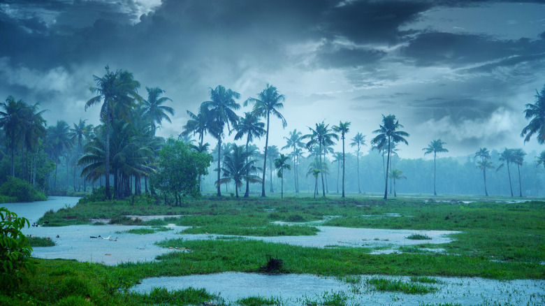 oncoming storm in marsh