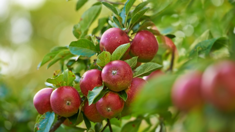 Apples growing on a tree