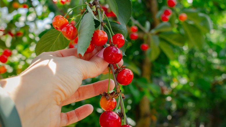 Person picking cherries